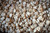 Rancho Gordo Cicerchia Beans - 1lb Rancho Gordo Cicerchia Beans - 1lb