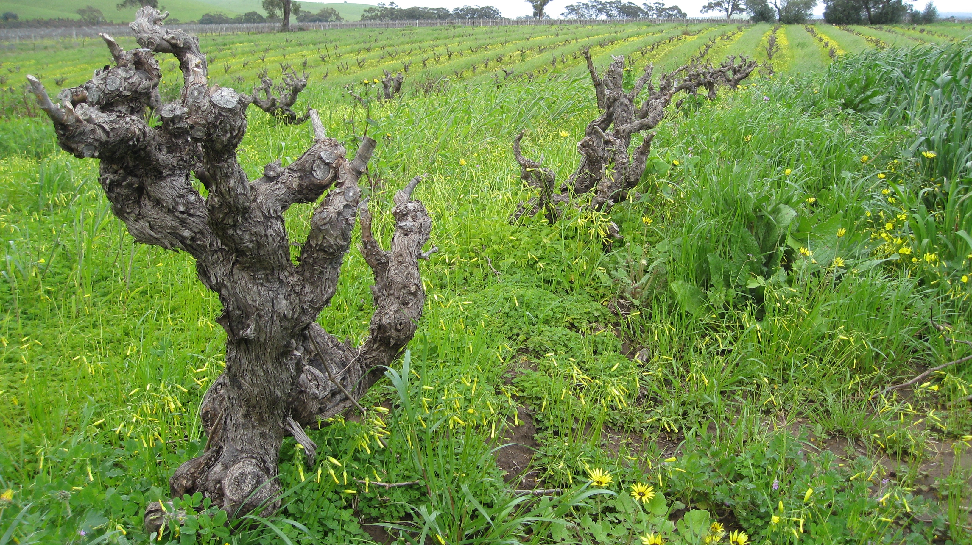 old grenache vines