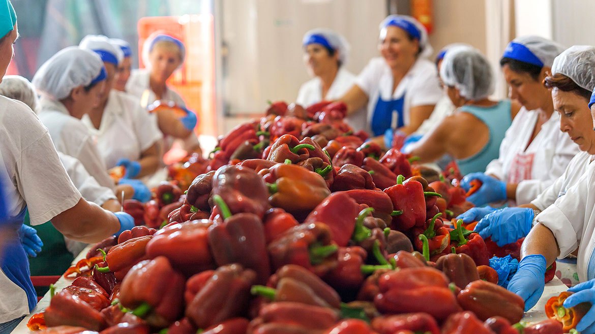 hand harvesting puglia-grown peppers at i contadini