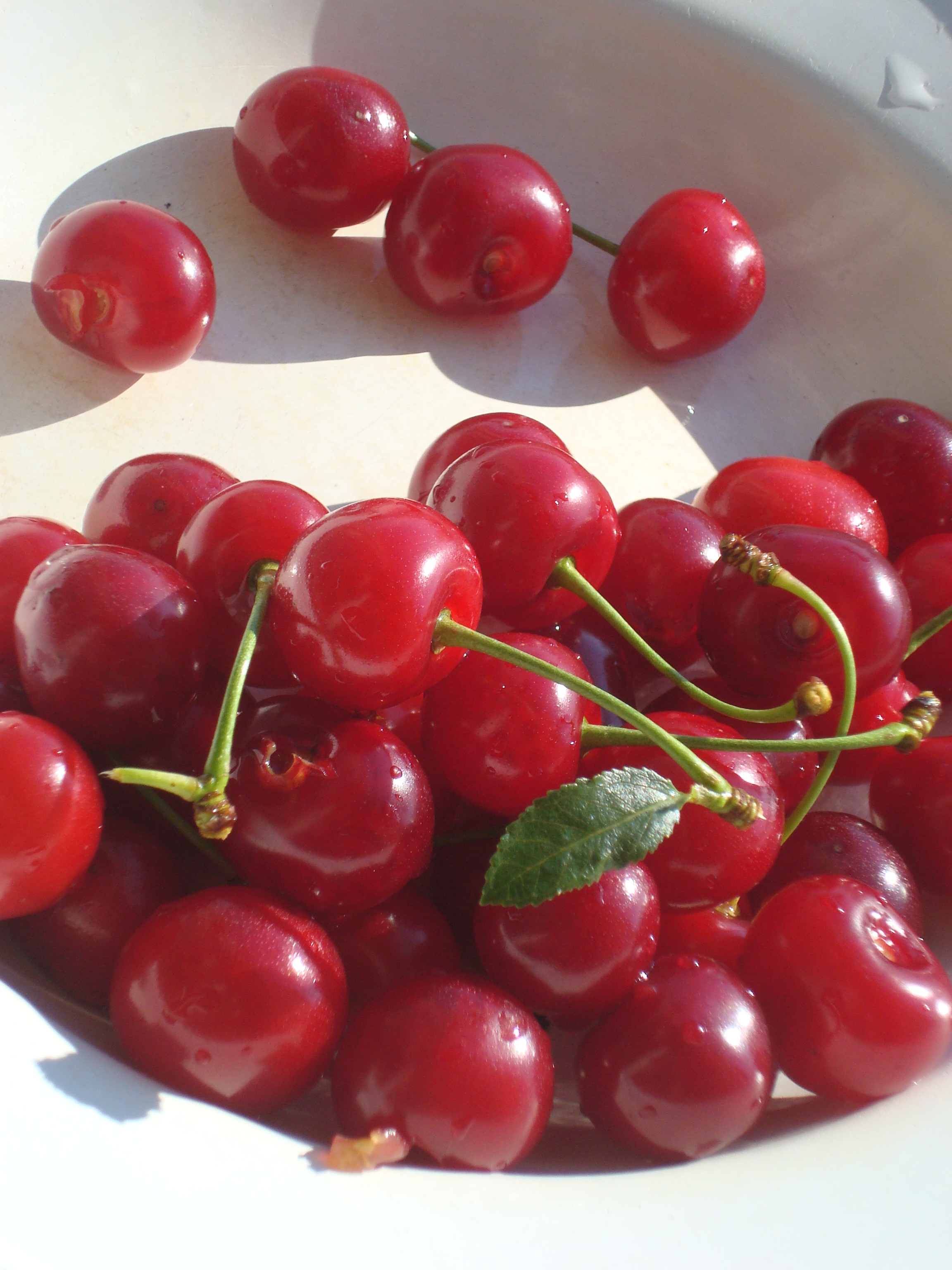 prunus-cerasus-sour-cherry-detail-photo