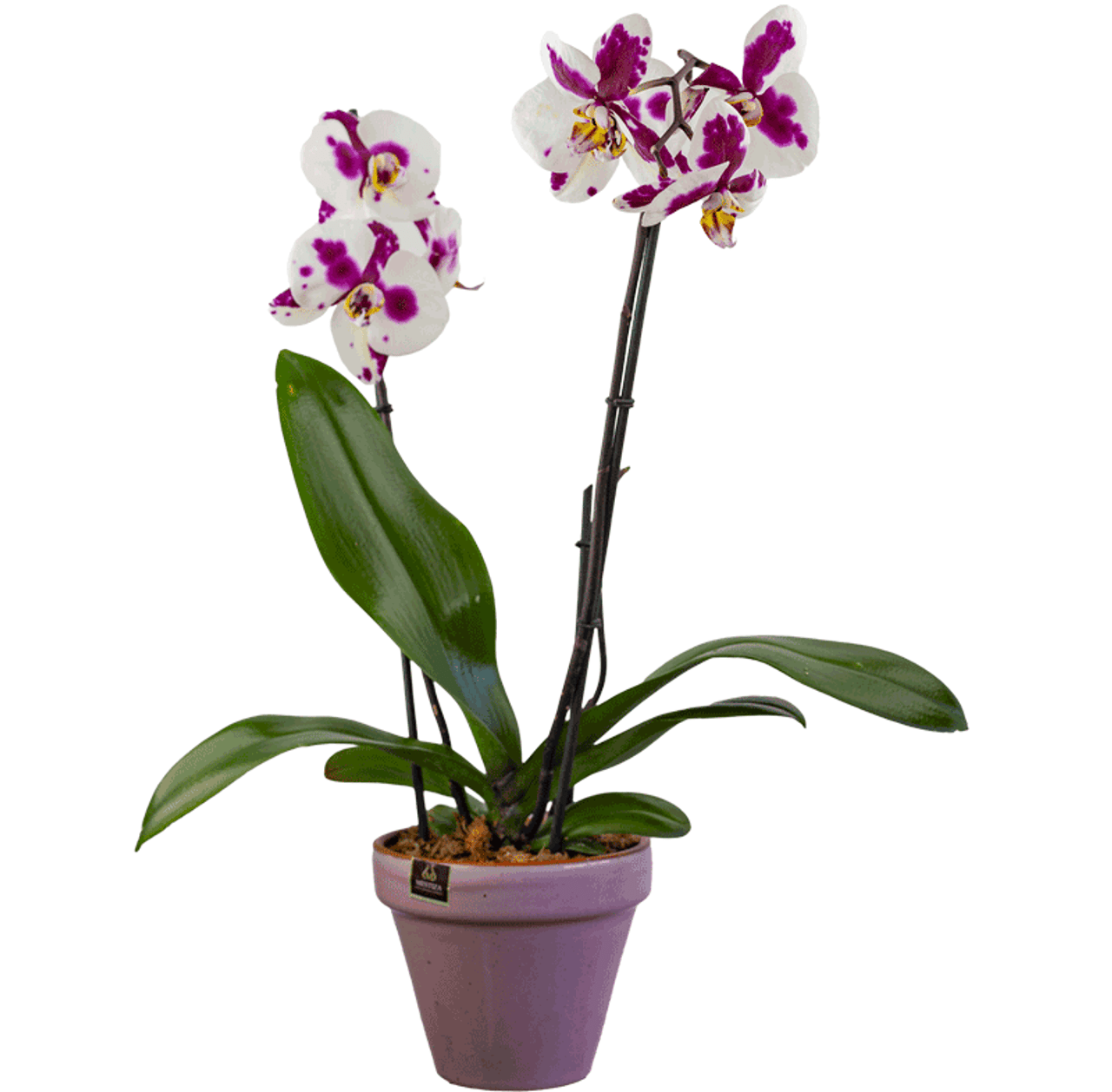 Orquídea Phalaenopsis Blanca Moteada - Floraflor