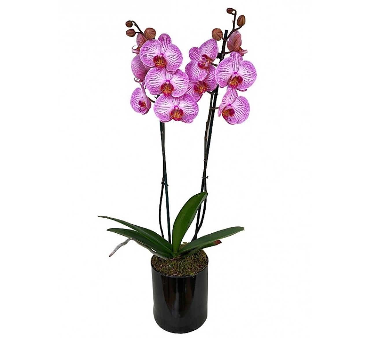 Orquídea Phalaenopsis Rosada Rayada - Floraflor