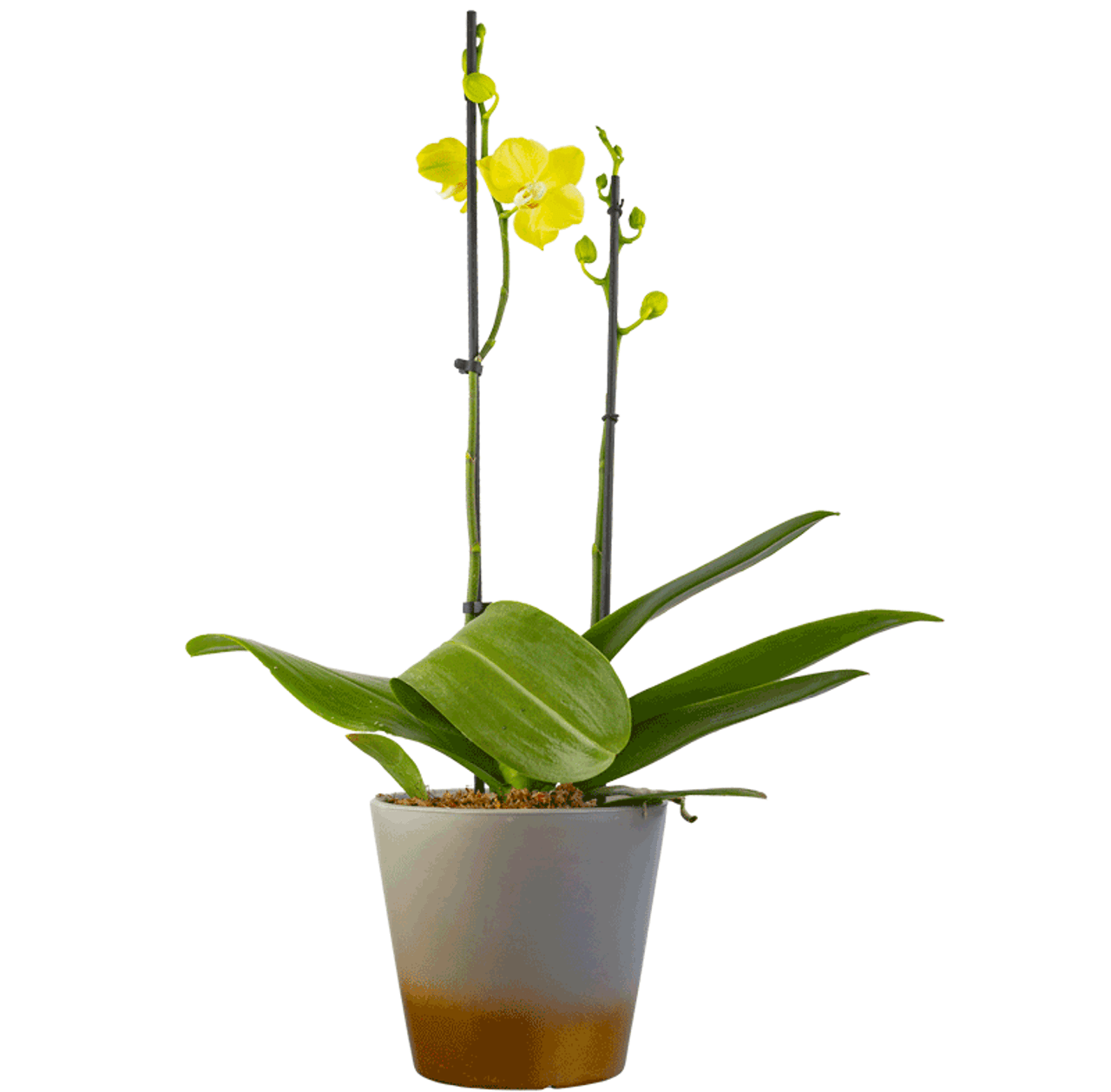Orquídea Phalaenopsis Multiflora Amarilla - Floraflor
