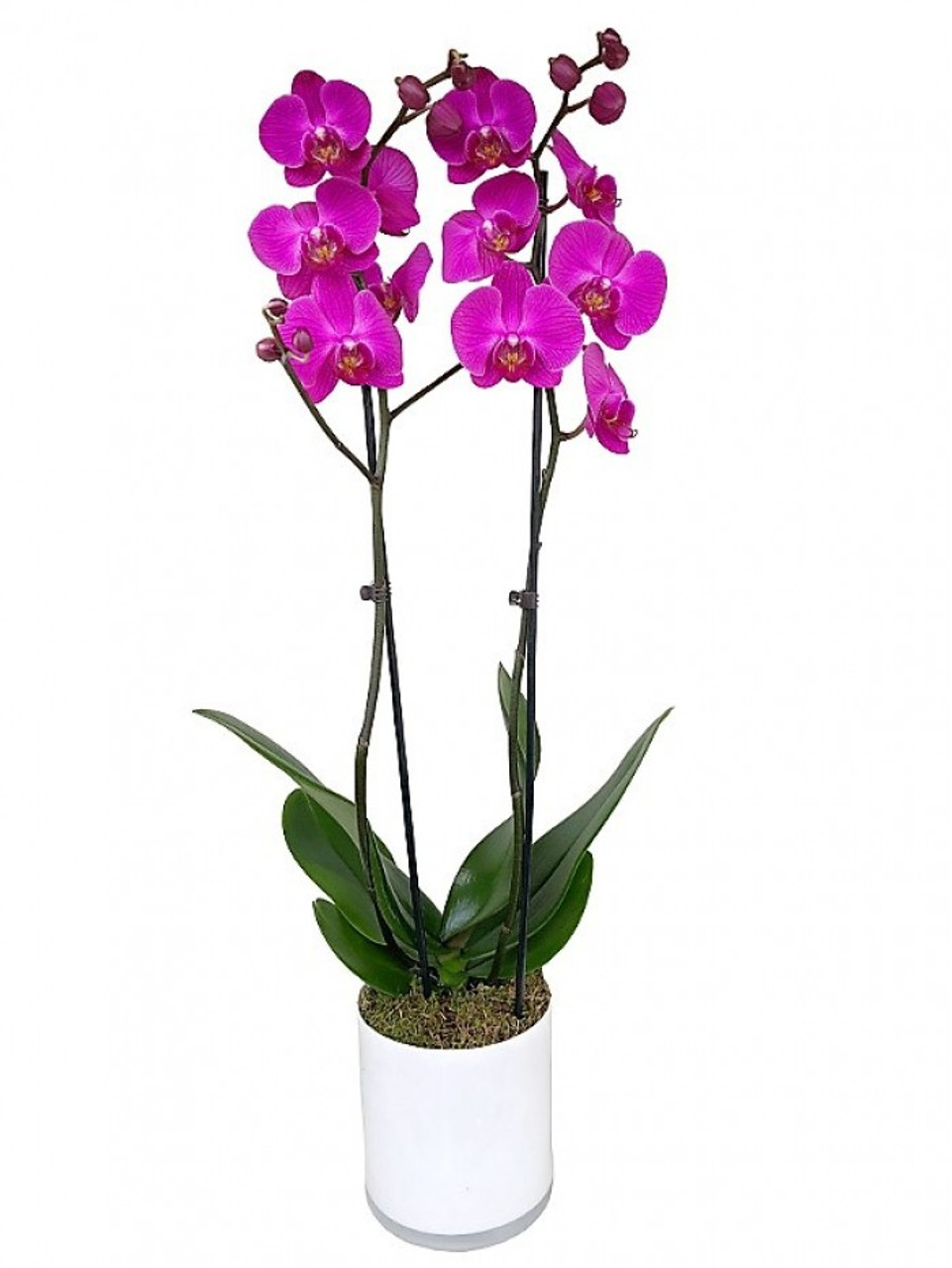 Orquídea Phalaenopsis Multiflora Fucsia - Floraflor