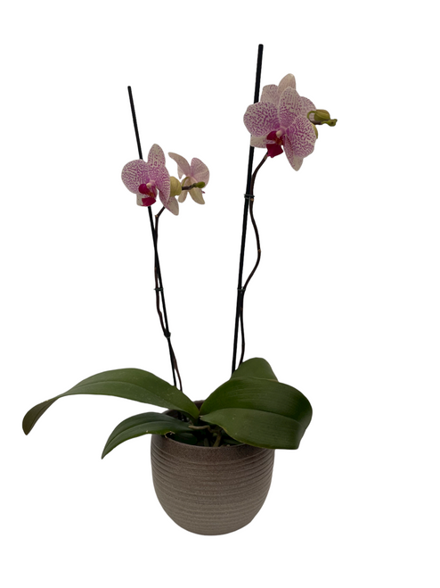 Orquídea Phalaenopsis Blanca Punteada
