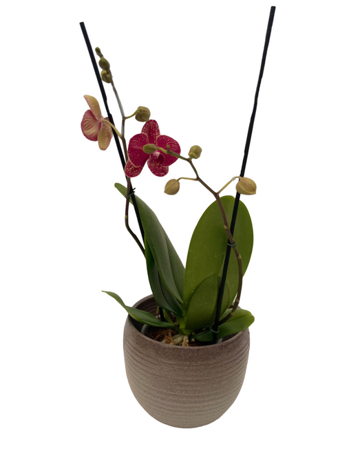 Orquídea Phalaenopsis Roja Punteada