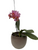 OrquídeaPhalaenopsis Multiflora Rosada