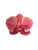 Orquídea rosada 2 varas