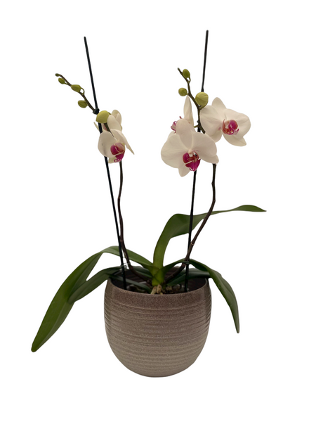 Orquídea Phalaenopsis Blanca Centro Fucsia