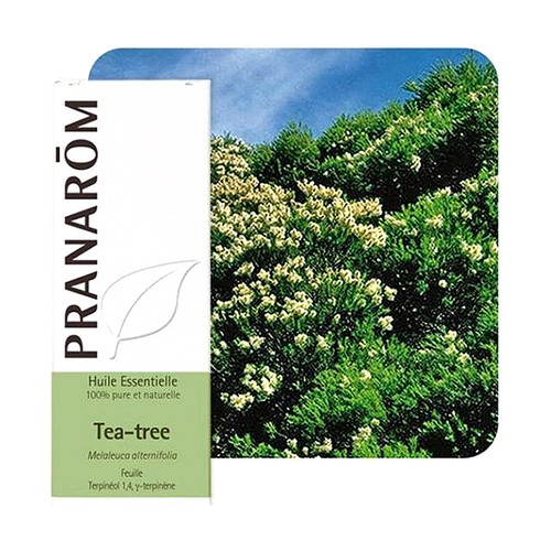 PRANAROM ETERICNO ULJE CAJEVAC 10 ML 