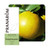 PRANAROM ETERICNO ULJE GREJP 10 ML 