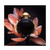 Paco Rabanne Olympea Eau de Parfum