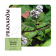 PRANAROM ETERICNO ULJE PAPRENA METVICA 10 ML 