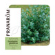 PRANAROM ETERICNO ULJE EUKALIPTUS GLOBULUS 10 ML 