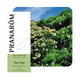 PRANAROM ETERICNO ULJE CAJEVAC 10 ML 