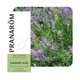 PRANAROM ETERICNO ULJE LAVANDA ANGUSTIFOLIA 10 ML 