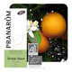 PRANAROM ETERICNO ULJE SLATKA NARANCA 10 ML 