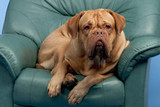 How to Clean Pet Urine from Leather Furniture