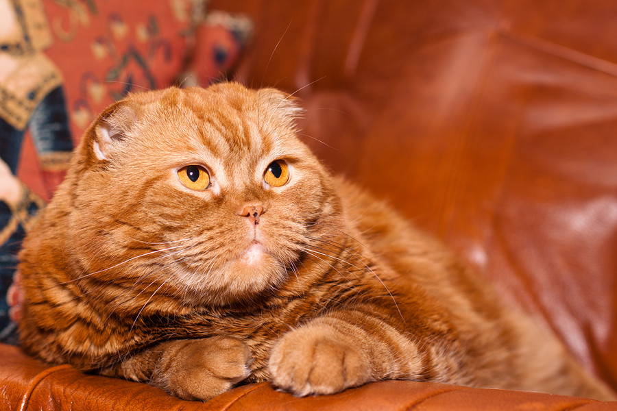 How to Fix Leather Scratches Chamberlain's Leather Milk