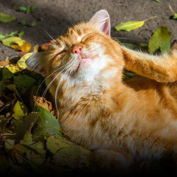 Fleas, Heartworms & Ticks