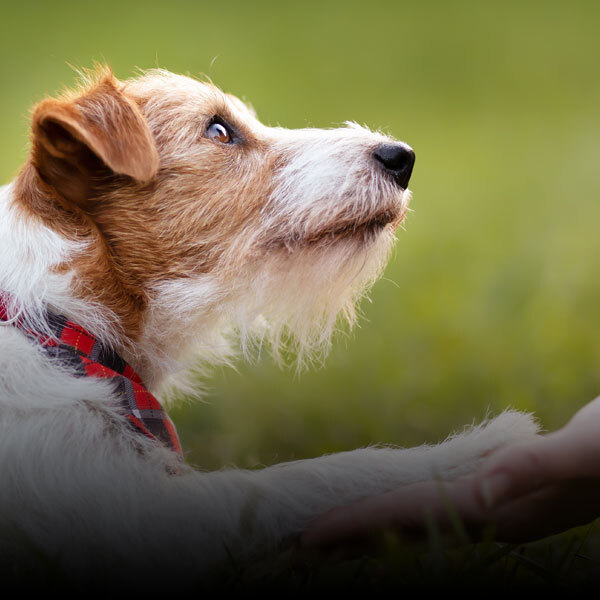 Behavior & Training