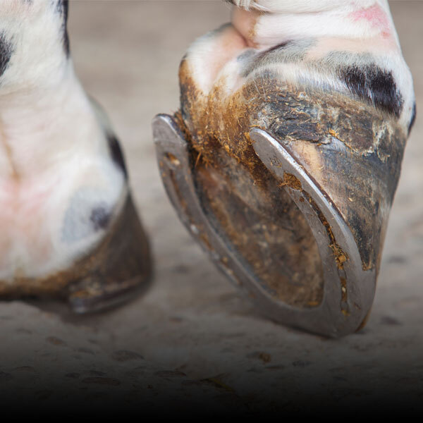 Hoof Care