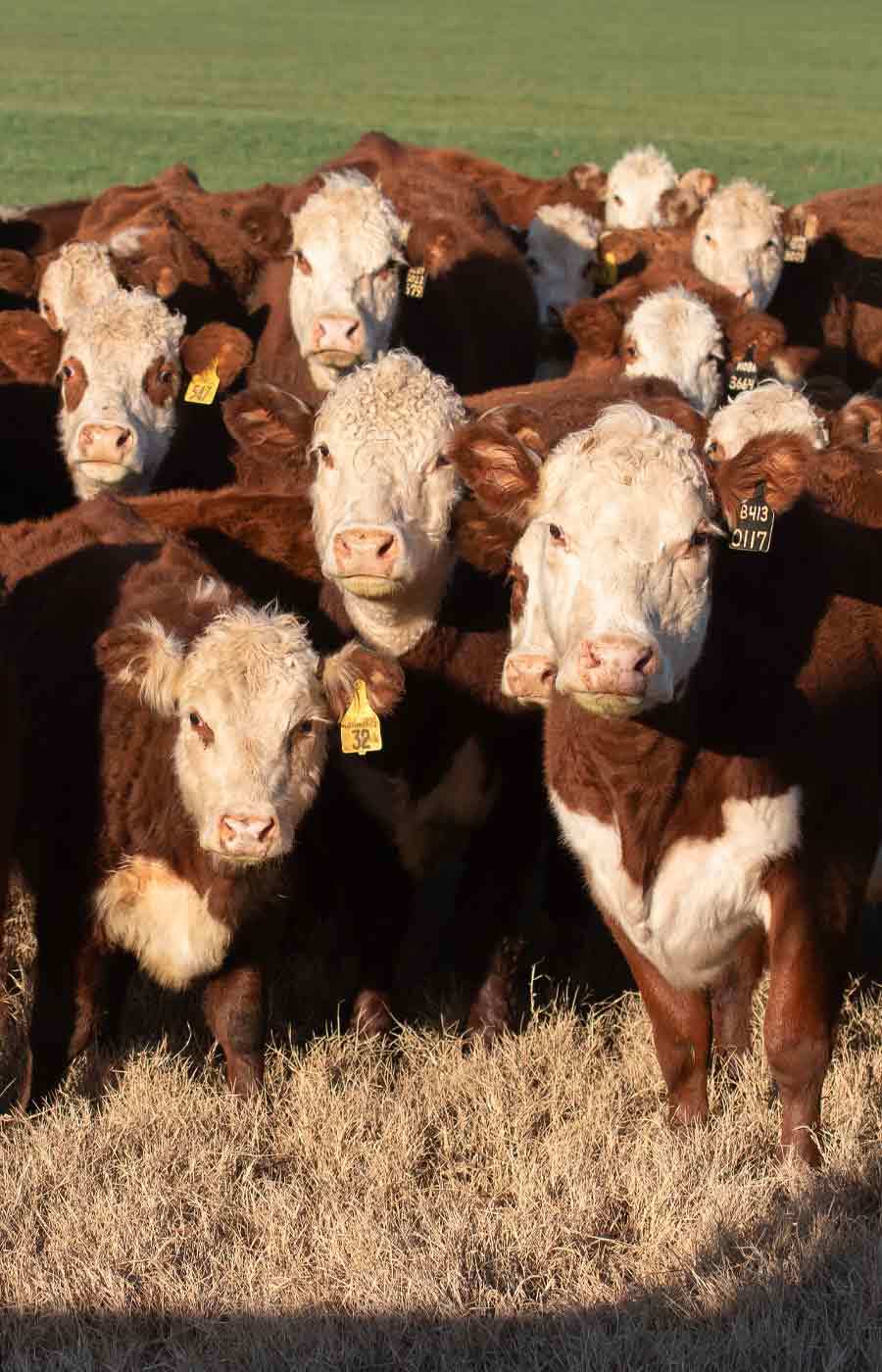 Fall Processing Recommendations for Weaning-aged Calves