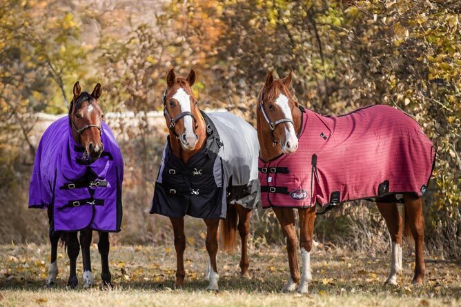 Horse Blanketing Guide