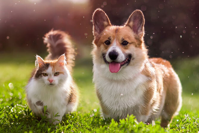 Tick Control for Dogs and Cats