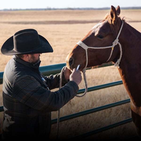 Horse Dewormers