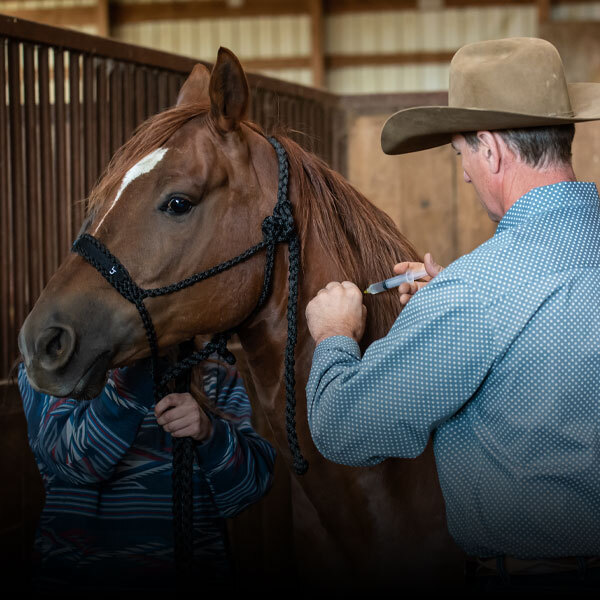 Horse Vaccines