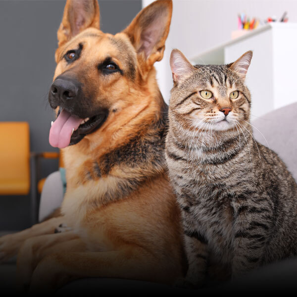 Pet Dewormers