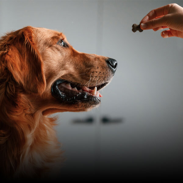Pet Chews & Treats
