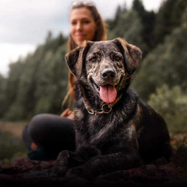 Pet Supplements