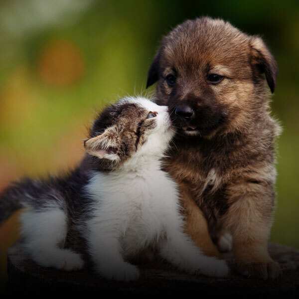 Pet Vaccines