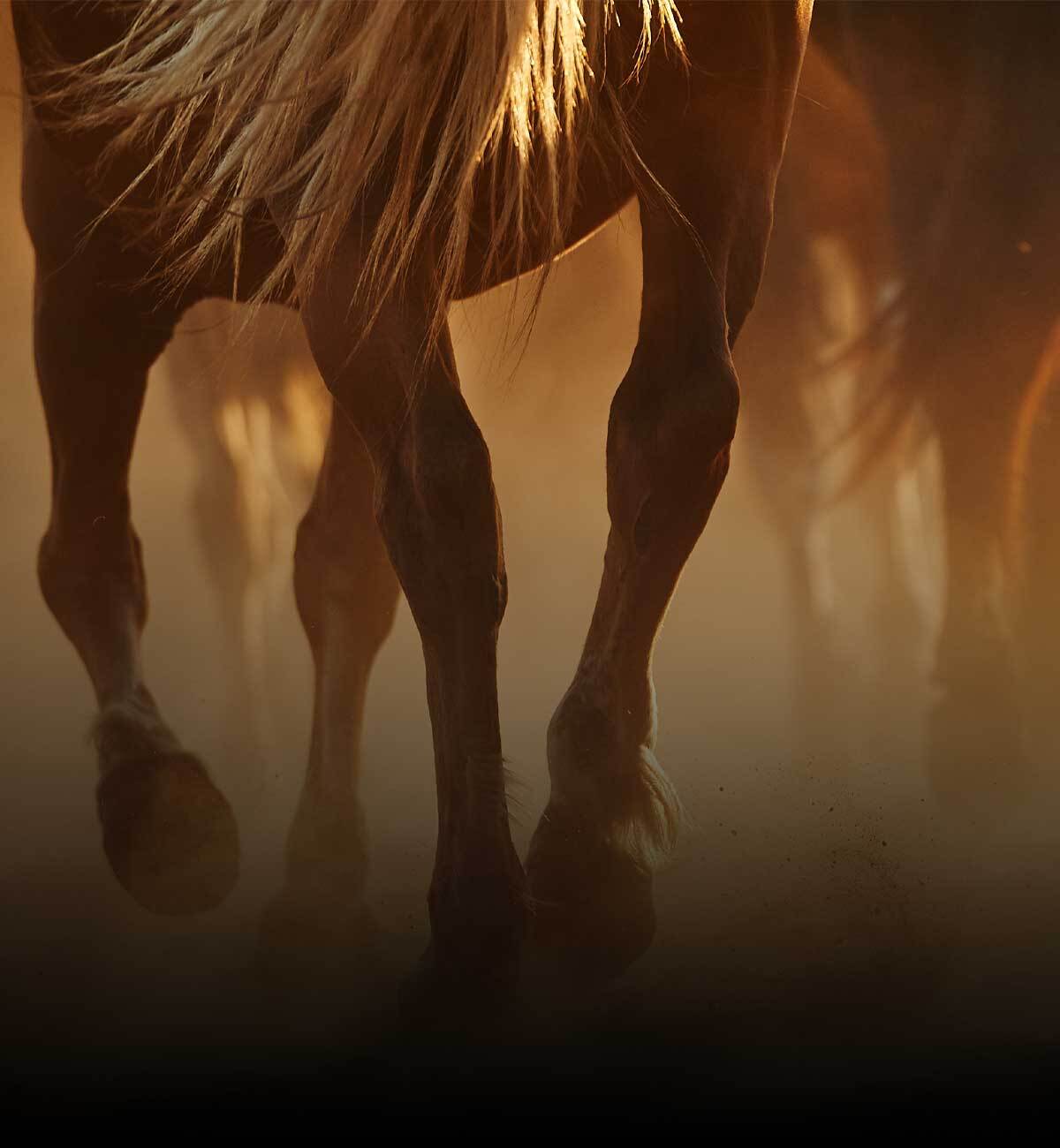 Horse Pain & Inflammation
