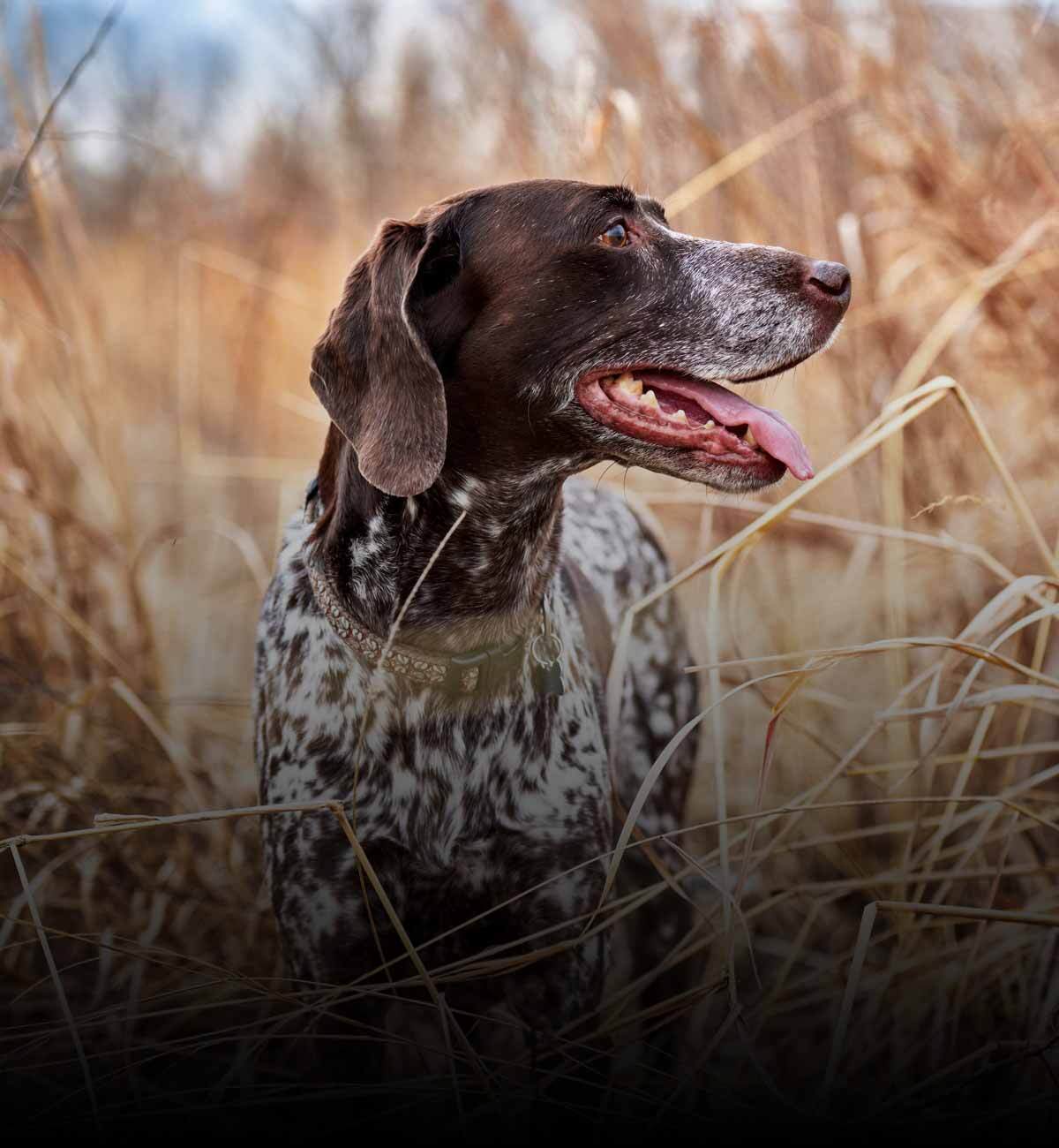 Pet Flea, Tick & Heartworm