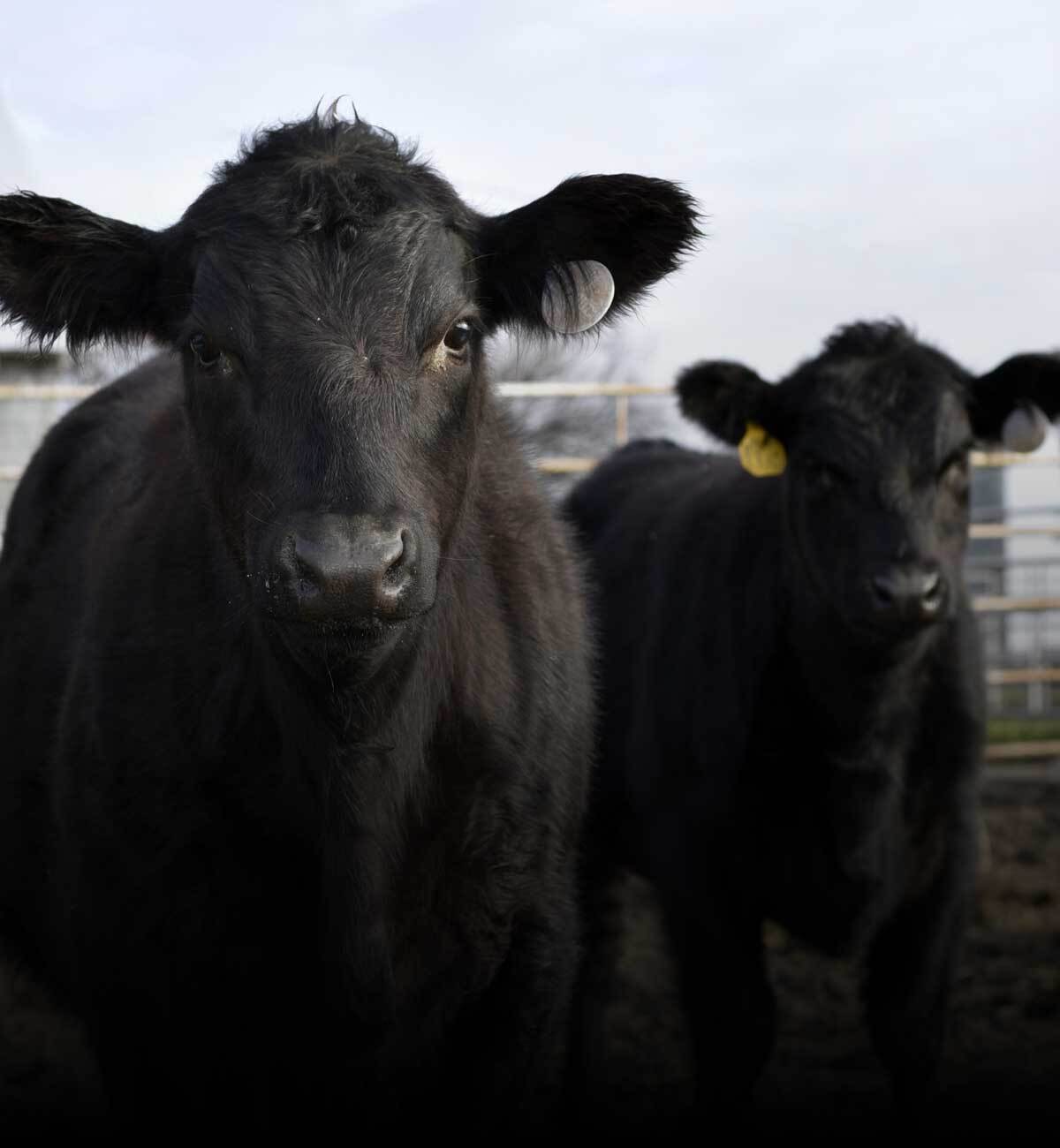 Cattle Vaccines