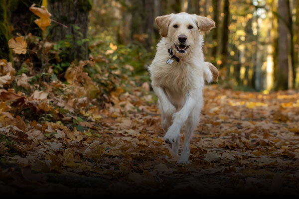 Dog Arthritis, Pain & Inflammation