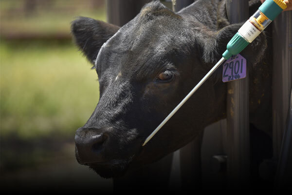 Cattle Dewormers