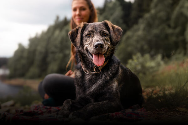 Pet Supplements