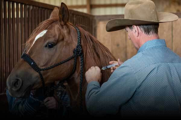 Horse Vaccines