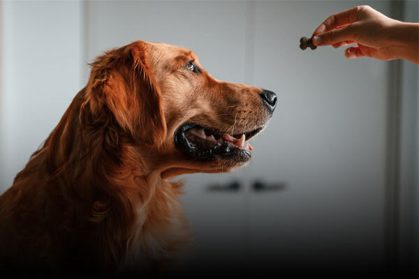 Pet Chews & Treats