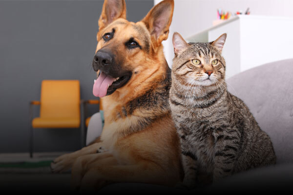 Pet Dewormers