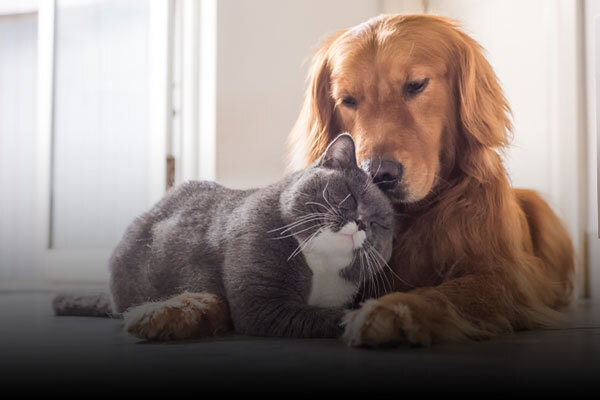 Pet Flea, Tick & Heartworm