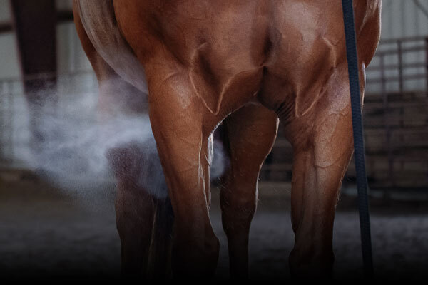 Horse Fly Control