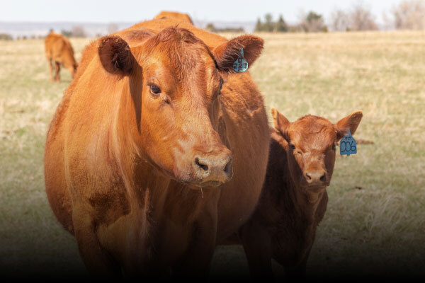 Cattle Health