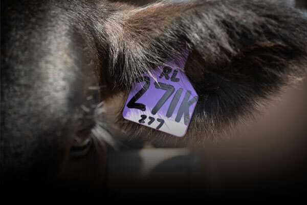 Cattle Identification