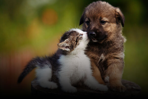 Pet Vaccines