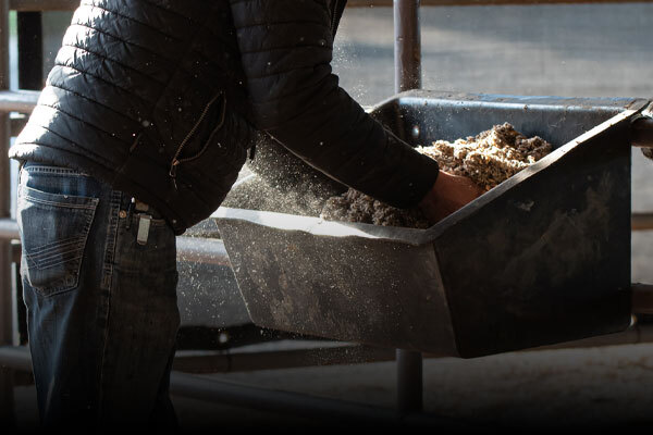 Cattle Equipment
